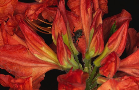 Azalea Mollis